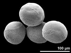 hydrated pollen grains