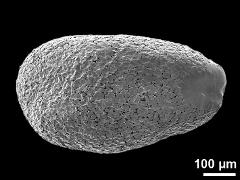 pollinium