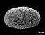 hydrated pollen grain