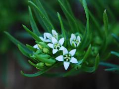 flowers of Thesium dollineri