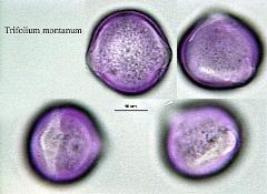 hydrated pollen