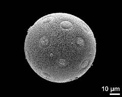 hydrated pollen grain