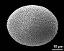 polar proximal view