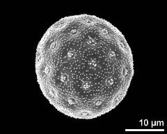 hydrated pollen grain