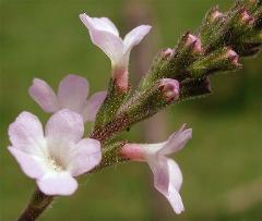 flowers of Verbena officinalis