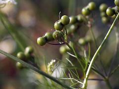 fruits