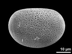 polar proximal view