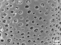 exine surface