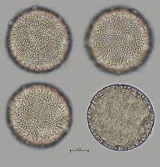 hydrated pollen