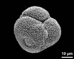 dry pollen grain