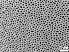 exine surface