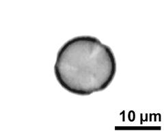 optical section