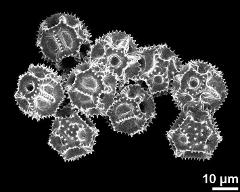 dry pollen grains