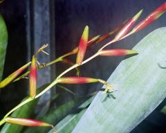 flowers of Vriesea neoglutinosa