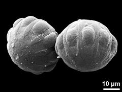 hydrated pollen grains