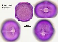 hydrated pollen