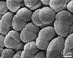 hydrated tetrads (forming pollinium)