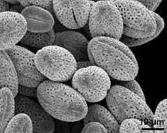 dry pollen grains