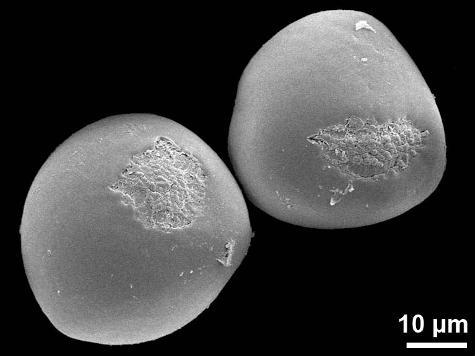 hydrated pollen