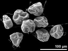 dry tetrads