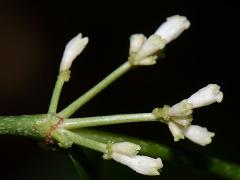 inflorescence(s)