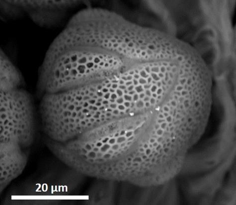 dry pollen,exine surface