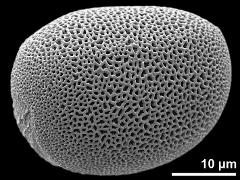 polar proximal view