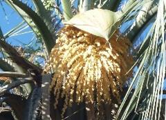 detail of flower(s),inflorescence(s)