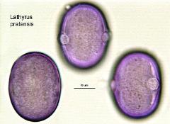 hydrated pollen