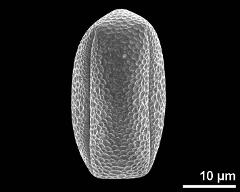 dry pollen grain in equatorial view