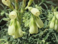 inflorescence(s)