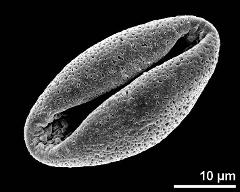 dry pollen grain