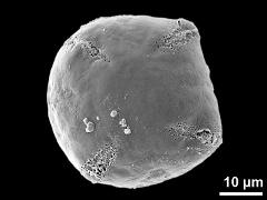 polar view (tetracolporate grain)