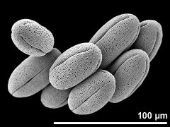 dry pollen grains