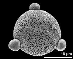 hydrated pollen grain