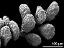 massulae (forming pollinium)