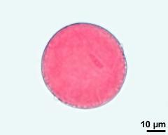 2-celled pollen