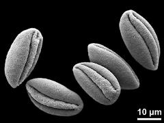 dry pollen grains