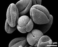 dry pollen grains