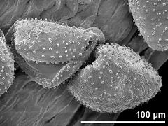 dry pollen grains