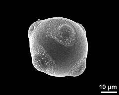 hydrated pollen grain