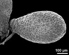 pollinium (hard)