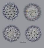 hydrated pollen