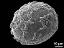 distal polar view
