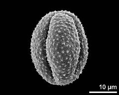 dry pollen grain in equatorial view