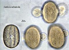 hydrated pollen