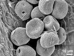 dry pollen grains