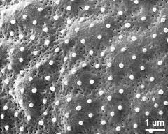 exine surface