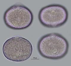 hydrated pollen