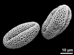 dry pollen grains